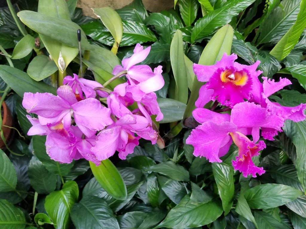 purple orchids