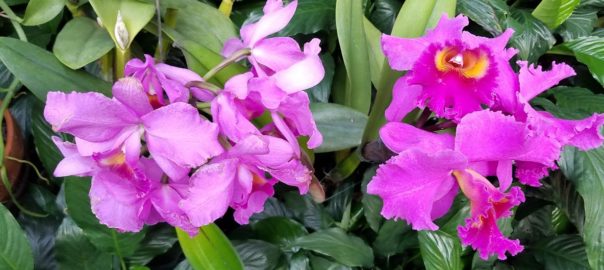 purple orchids