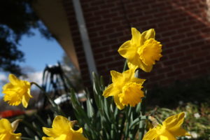 daffodils