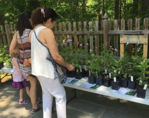 Locust Grove Native Plant Sale