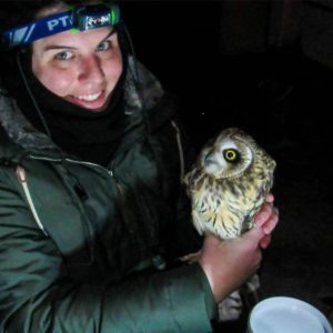 Short Eared Owls