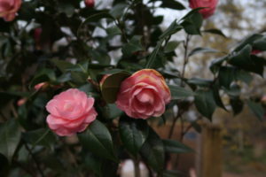 Camelia japonica