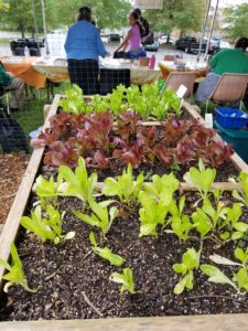 lettuce in box