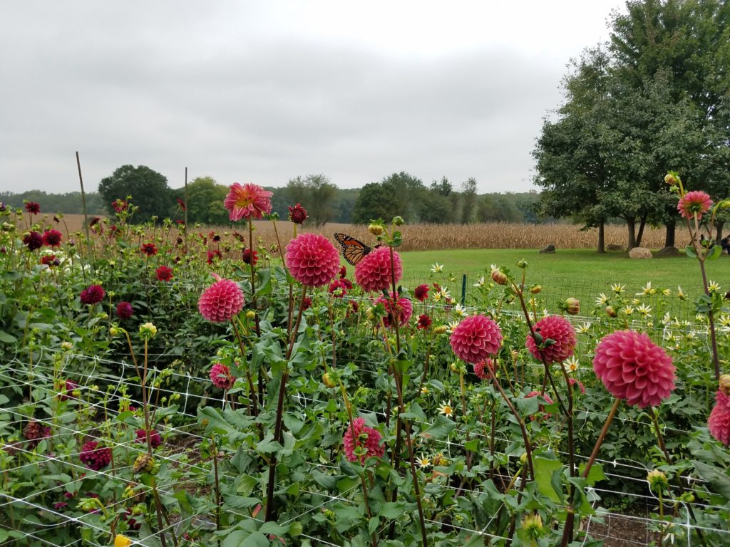 Dahlias