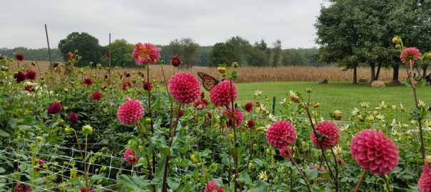 Dahlias