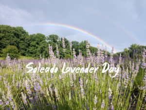 Soleado Lavender-day