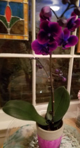 purple orchid house plant