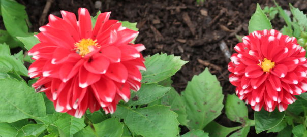 Red and White Dahlia