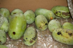 Paw Paws