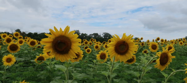 Sunflower field at McKee Beshers Wildlife Management Area