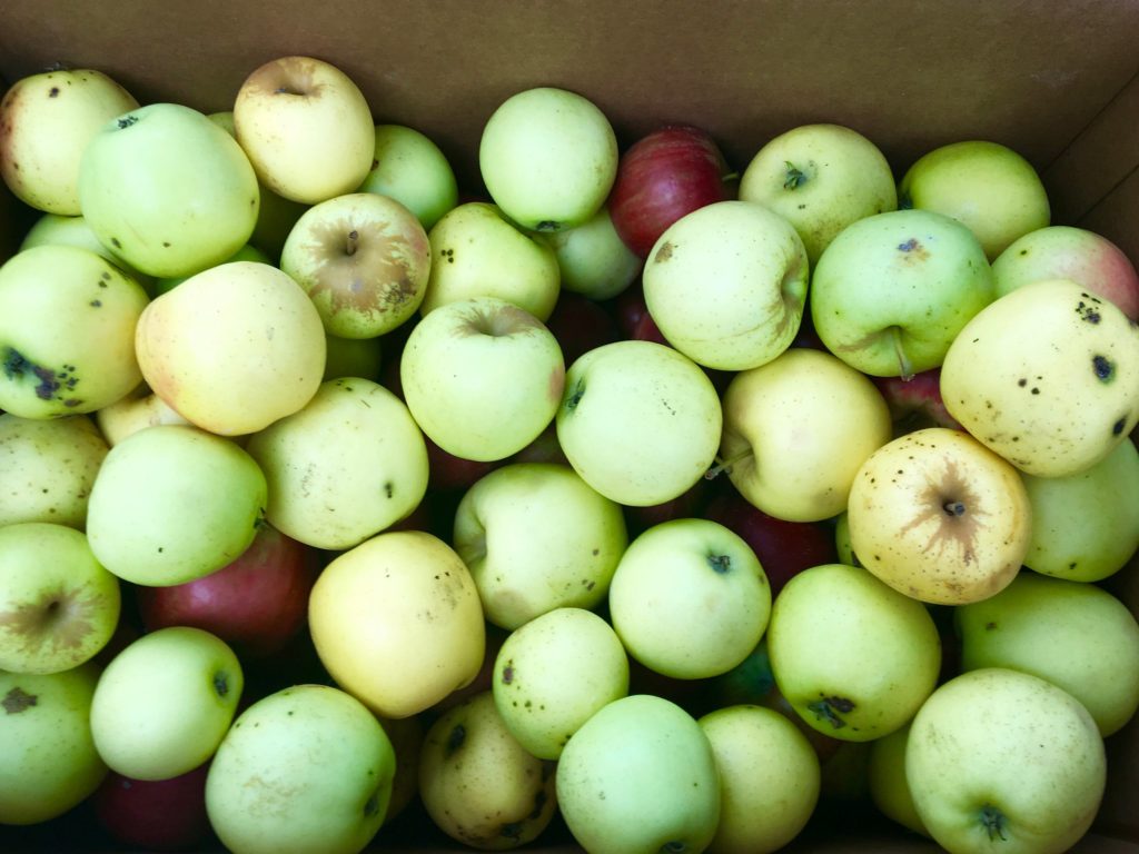 Apple Festival and Campfire at Meadowside Nature Center