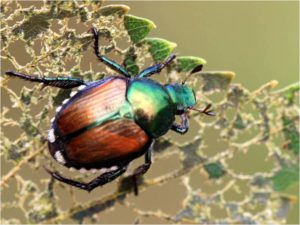 Japanese beetle