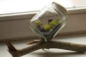 creating a closed terrarium