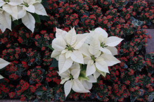 White Poinsettias