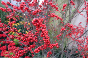 Winterberries