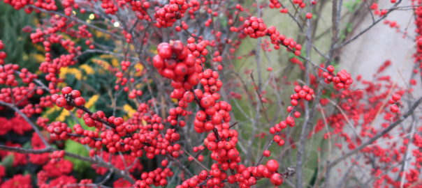 Winterberries