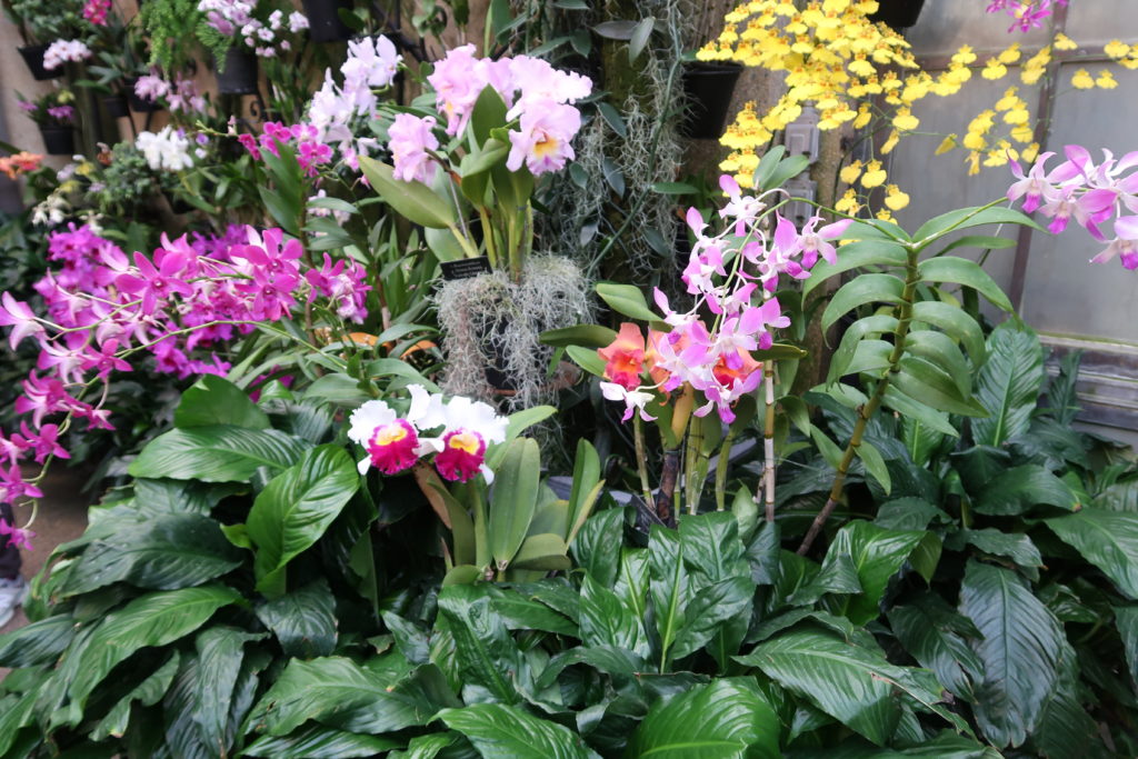 Orchids at Longwood Gardens