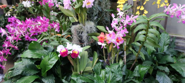 Orchids at Longwood Gardens