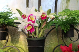 pink and white orchids