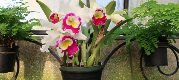 pink and white orchids