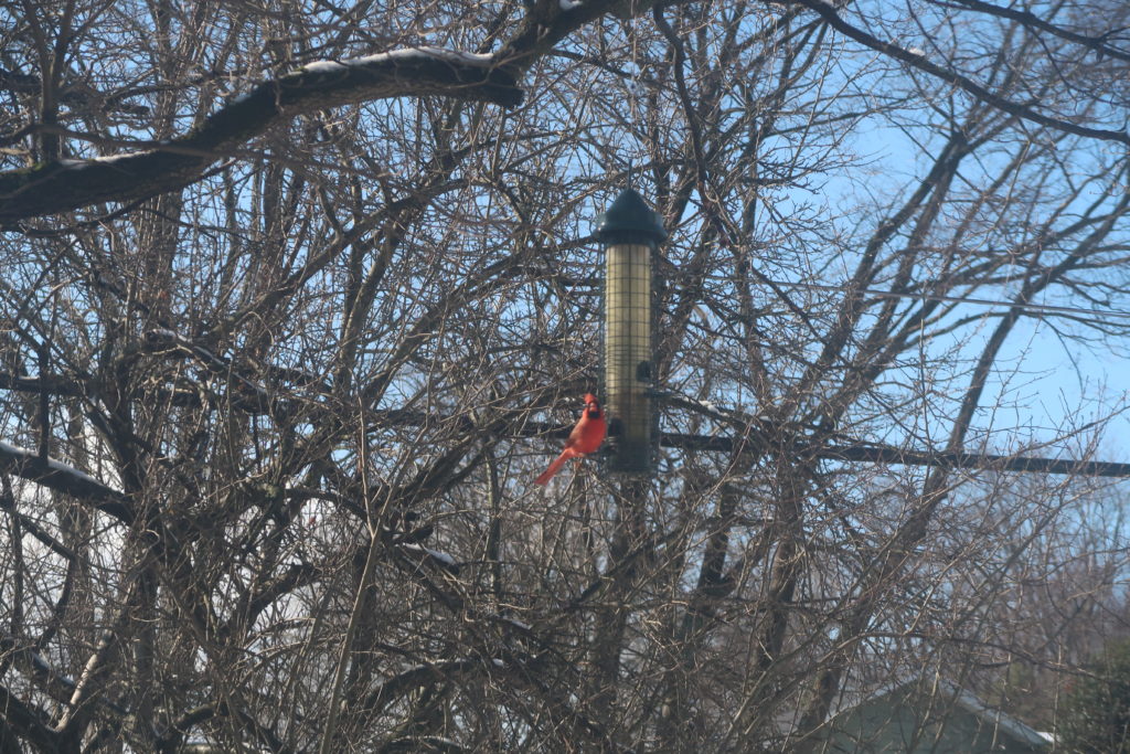 cardinal in crabapple tree