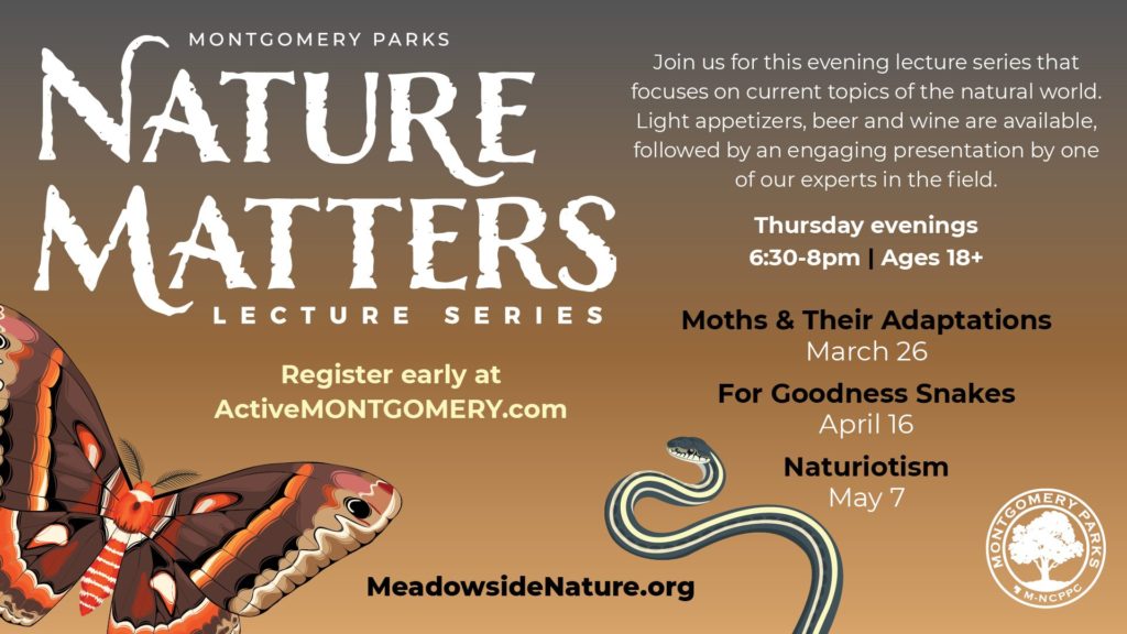 Nature Matters: Moths and Their Adaptations at Meadowside Nature Center