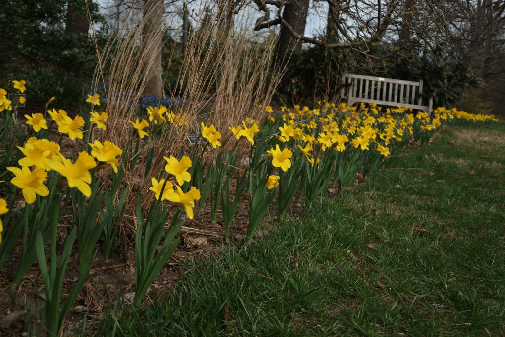 Daffodils at Brookside Gardens