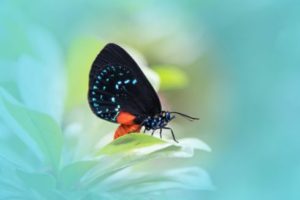 Wings of Fancy Live Butterfly & Caterpillar Exhibit