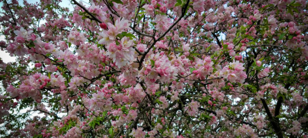 Crabapple tree