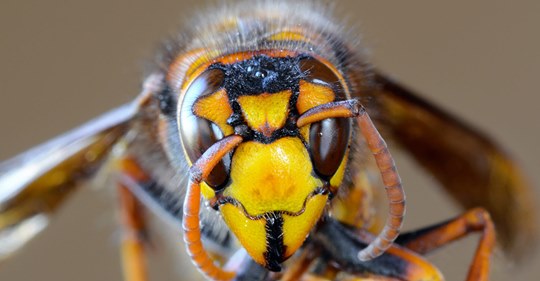 The Asian giant hornet, nicknamed the "murder hornet," is a threat to bee colonies in the United States and was discovered recently living in Washington State.
(Photo by iStock)