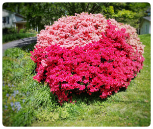 pink-and-red-azaleas