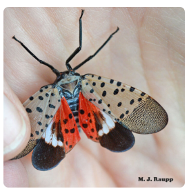 M Raupp Spotted Lanternfly