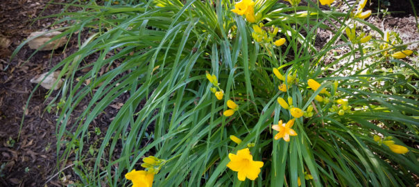 yellow daylilies