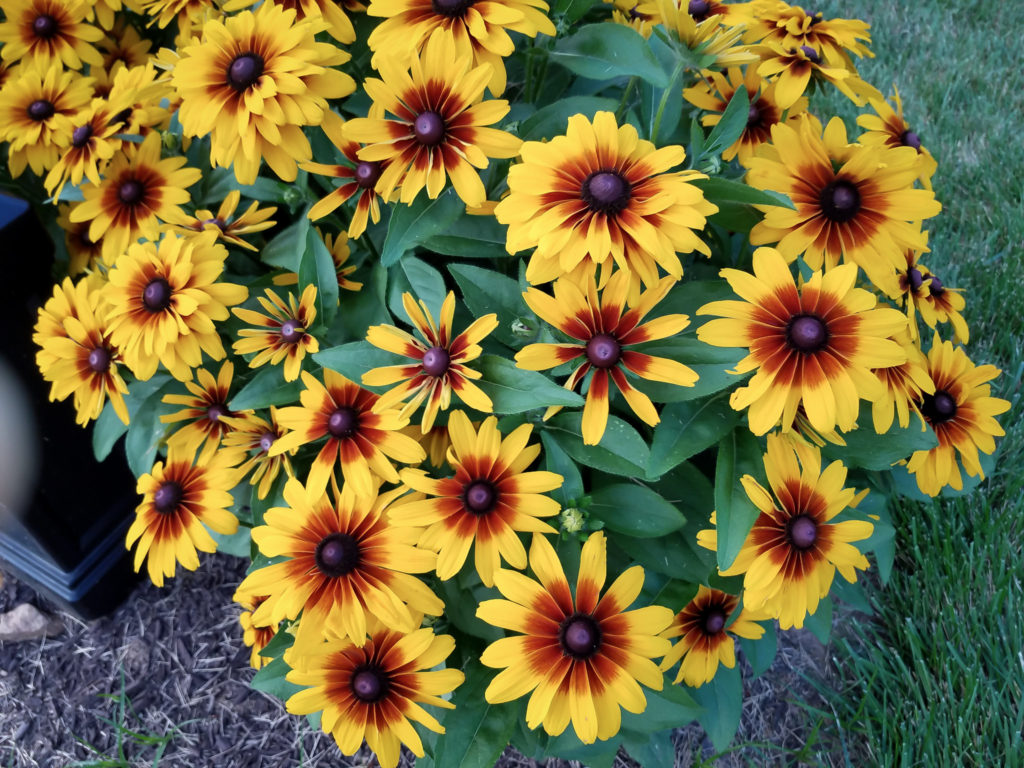 Black Eyed Susans