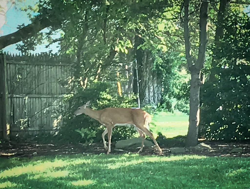 deer-in-yard