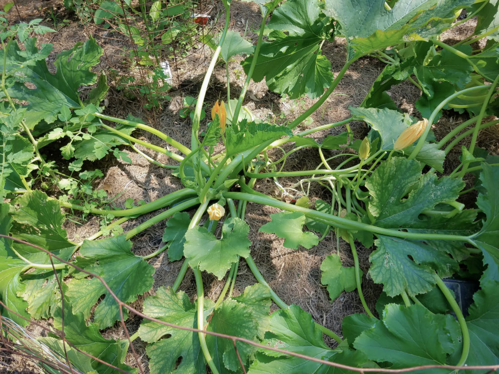 zucchini-plant