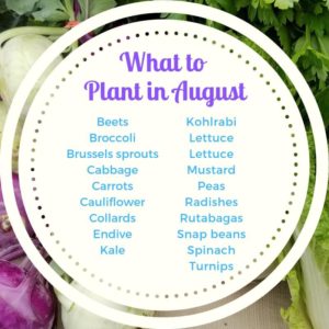 What to plant in August
