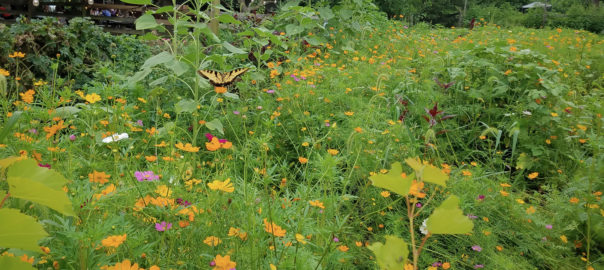Rockland Meadow and Butterfly