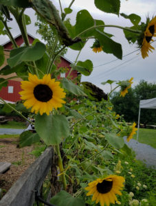 Rockland Sunflowers