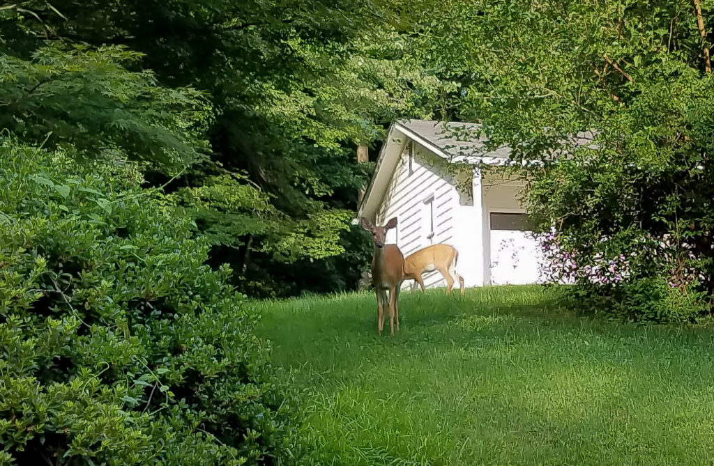 two-deer-in-yard