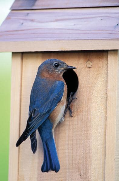 Eastern Bluebirds