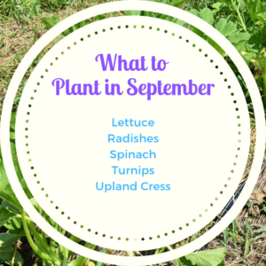What to Plant in September