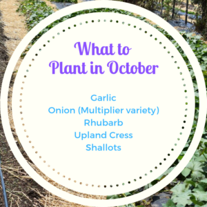 what-to-plant-in-October