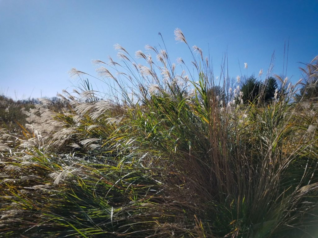 ornamental_grass