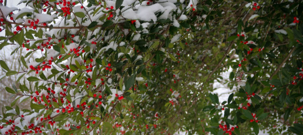 holly tree in snow_31jan2021