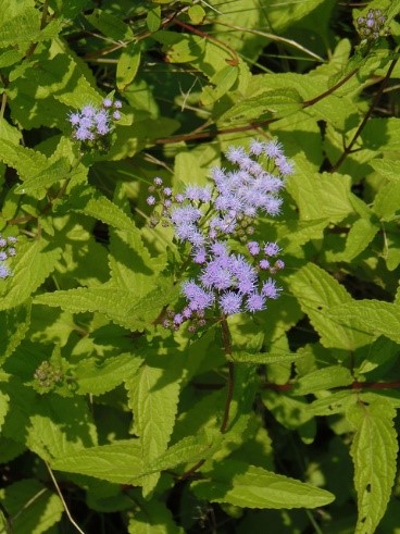 Blue-Mistflower