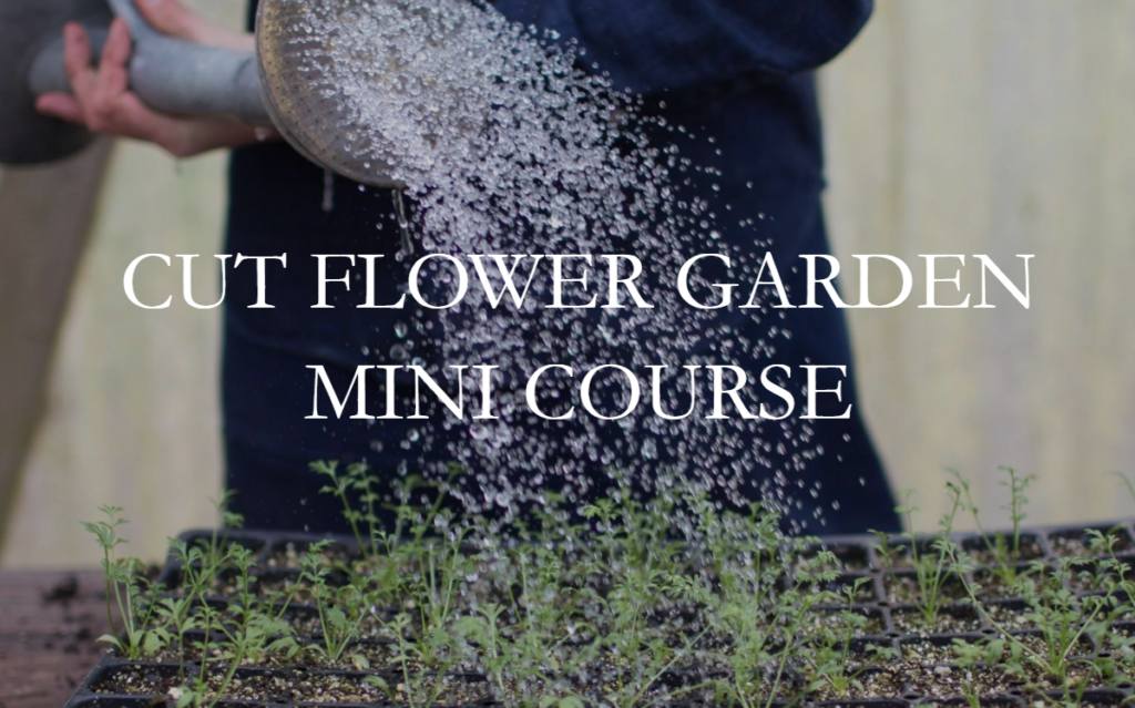 Floret-Cut-Flower-Garden-Mini-Course