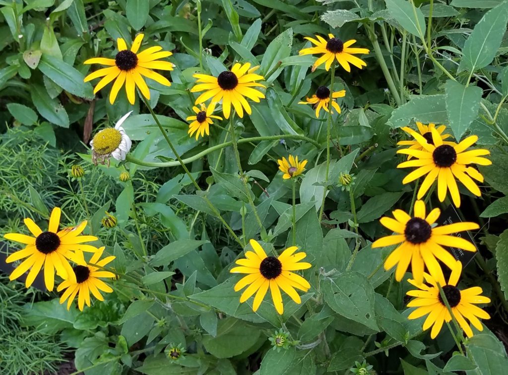 black-eyed-susan