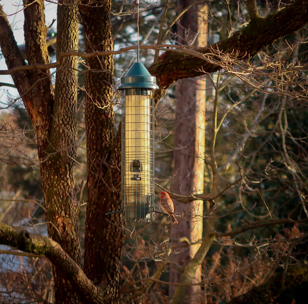 house finch and birdfeeder