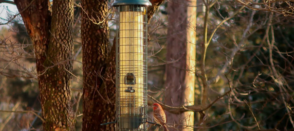 house finch and birdfeeder